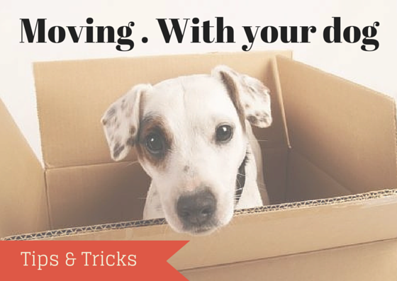 Moving . With your dog