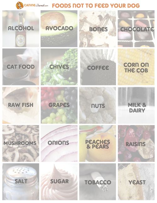 canine-journal-foods-not-to-feed-your-dog-infographic-500x647
